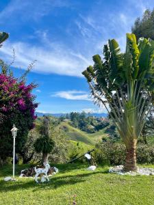 a palm tree in the middle of a grassy field at Hermosa casa finca en Marinilla in Marinilla