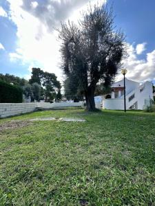 a tree in the middle of a grass field at Villetta Roberto Le Macine di Charme - Pugnochiuso Resort in Vieste