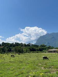 a group of animals grazing in a field of grass at Lomjoy House in Chiang Dao