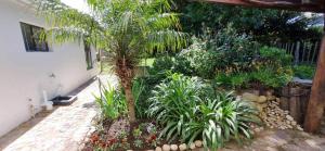 un giardino con una palma e alcune piante di Varykino Estate a Knysna Altre 4 foto