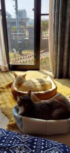 a cat laying on a bed next to a window at Guesthouse Gifu SUAI in Gifu