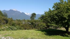 a tree in a field with mountains in the background at Cabañas El Mirador in Hornopiren