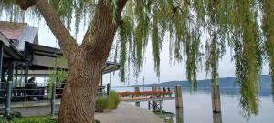 a tree in front of a building next to a lake at Ferienunterkünfte Schüle in Leibertingen