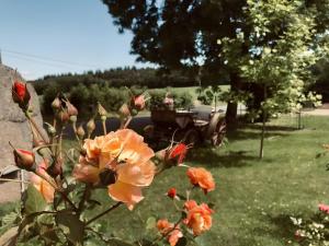 Zahrada ubytování Ferienanlage Dornröschenblick