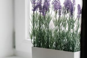 Zahrada ubytování 110qm, 4 bedrooms, near Schönbrunn - Axara Housing OSW 33