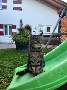 Domácí mazlíčci ubytovaní s hosty v ubytování Voldersberghof