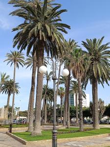 a row of palm trees in a park with street lights at La Jolie Al Jadid in Nador