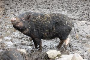 un maiale in piedi nel fango in un campo di Feriewohnung-Schrotkammer a Klausdorf