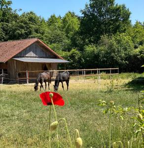 Deux chevaux paissant dans un champ à côté d'une grange dans l'établissement Wunderschöne Ferienwohnung zwischen Bremen und Hamburg, à Alfstedt 6 autres photos