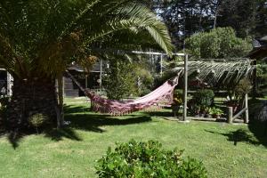 a hammock in a yard with a palm tree at Cabañas Jardines de Isla Negra in El Quisco