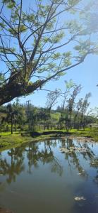 a reflection of a tree in a pool of water at Cabana Du Sítio in Praia Grande +18 photos