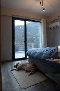 オルマにあるEndless View Orma Guesthouseの窓のある寝室で敷物に寝ている犬