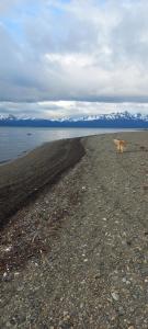 a dog walking on a beach next to the water at Bosque Del Sur Cabañas in Ushuaia +19 photos