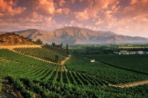 an image of a vineyard with mountains in the background at Antigua casa de bodega pax 4 in Maipú