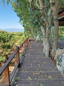Ban Pa HaNapahong forest camp的木人行道,有树和栅栏