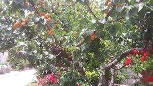 an orange tree with lots of oranges on it at Apartments Roncevic in Zadar