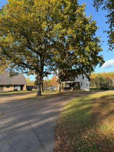 UsmeniekiにあるOzoliの道路脇の大木