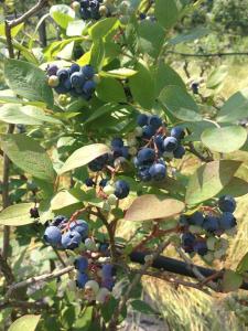Κήπος έξω από το Agriturismo Vignarello