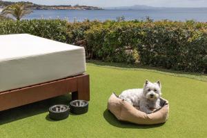 Pet ou pets ficando com hóspedes em Hotel de Mar Gran Meliá - Adults Only - The Leading Hotels of the World