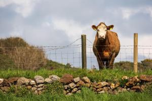 a cow standing behind a fence in a field at Sheerghlass in Castletown