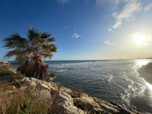 a palm tree sitting on the beach next to the ocean at Apartamentos Mar Bella Segur de Calafell 3000 in Segur de Calafell