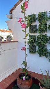 Zahrada ubytování Fantastic Penthouse Malaga Center