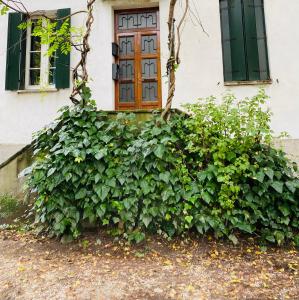 a house with a large green bush in front of a door at zona ospedali - luminoso e nuovo, posto auto - Casa Perin in Padova