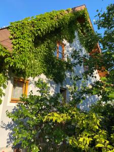 Zahrada ubytování Ferienwohnung in der Thermenregion