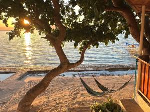 a hammock under a tree on a beach at The Shuim Dive Resort Moalboal in Moalboal