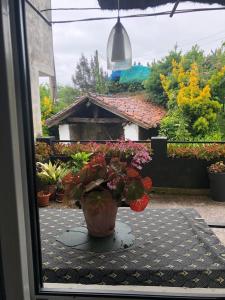 a potted plant sitting on a table outside a window at Libarona Goya in Gatica