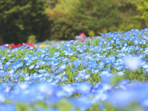 Vrt pred nastanitvijo くじゅう花公園　キャンピングリゾート花と星