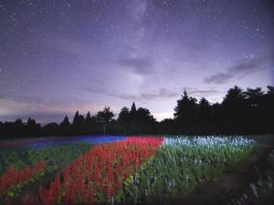 Kujuくじゅう花公園　キャンピングリゾート花と星的夜空下的一片五彩缤纷的花田