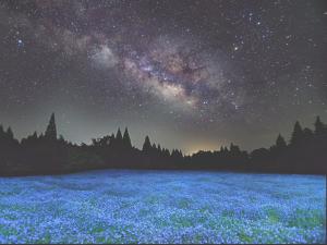 Kujuくじゅう花公園　キャンピングリゾート花と星的繁星点点的夜晚，蓝色的花田