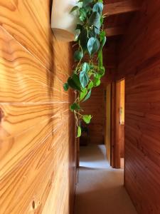 Imagine din galeria proprietății The Cabin By the Sea - Cosy Waterfront Getaway în Lunawanna
