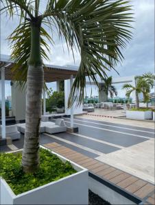 a palm tree on the roof of a building at Arpel 6 SantoDomingo CItySeaView in Santo Domingo