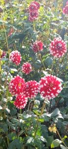 Afbeelding uit fotogalerij van Harmony Boutique Apartments in Paradijs