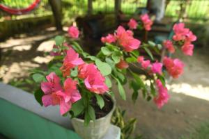 Raja Ampat Sandy Guesthouse外面的花园
