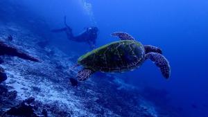 a green sea turtle and a diver in the ocean at Daroyen Village in Kri