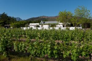 a field of crops with a house in the background at La Galiniere Guest Cottages in Franschhoek