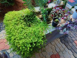 Φωτογραφία από το άλμπουμ του Casa Di Dominici σε Kovillūr