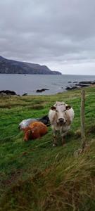 Náttúran í nágrenni sumarhússins