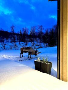 un orignal debout dans la neige près d'une maison dans l'établissement Arctic Villa, à Kvaløya 32 autres photos