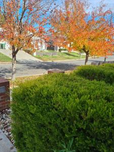 two trees with orange leaves in a park with bushes at Birds on the creek in Canadian