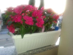 a white planter with pink flowers in a window at Apartments Roncevic in Zadar