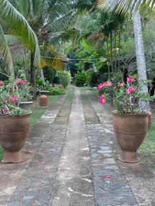 Giardino di Ginger Harmony Guesthouse and Cafe
