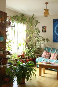 a living room filled with lots of potted plants at Habitación privada en Esquel in Esquel