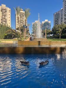 two ducks swimming in the water near a fountain at A cozy room economy class in the central thriving area next to Shiba & Bar Ilan in Ramat Gan