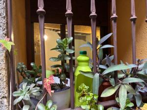 A garden outside Casa Artista
