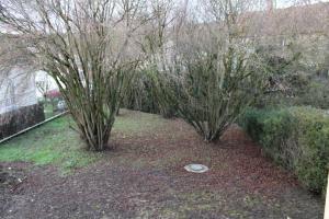 two trees and a frisbee in a yard at LA MAISON DE DELSY in Binson-et-Orquigny
