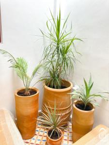 Foto Agadiris asuva majutusasutuse Eco Bay Surf House galeriist
